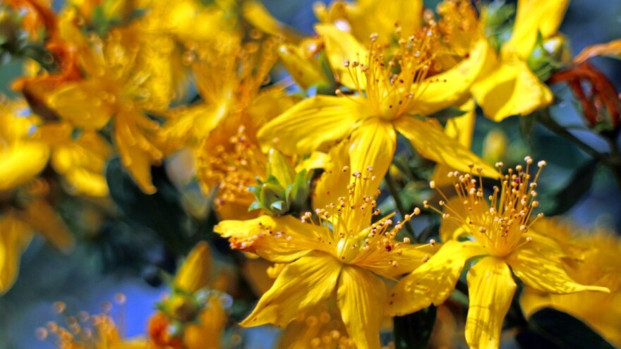 Sedam ljekovitih biljaka koje možete uzgajati sami