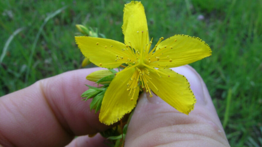 Pravila igre u sakupljanju lekovitog bilja