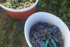Službeni podaci: Prinosi u vinogradima manji za 60 posto