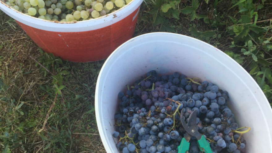 Službeni podaci: Prinosi u vinogradima manji za 60 posto