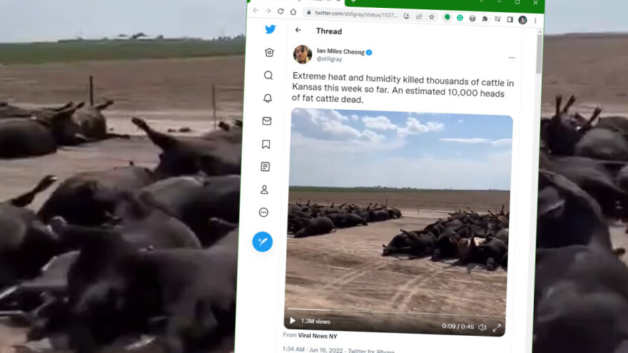 Užas u Kanzasu! Tisuće goveda uginulo zbog ekstremne vrućine i visoke vlage