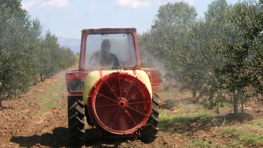 Počeo je let prve generacije - kaolinom i lovkama protiv maslinine muhe