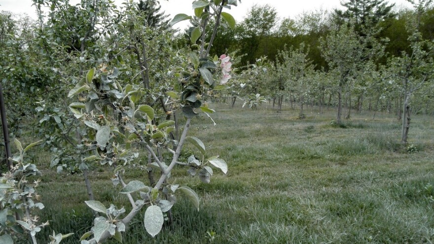 Kaolin glina u zaštiti voćaka od štetočina