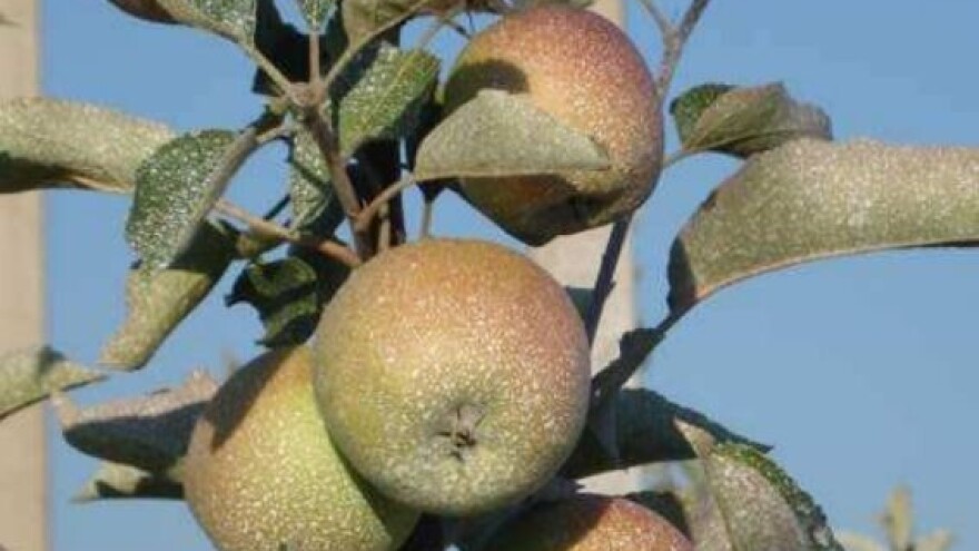 Kaolinski preparati u eko voćarstvu