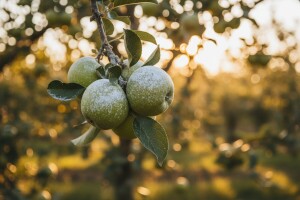 Kaolinski preparati u eko voćarstvu