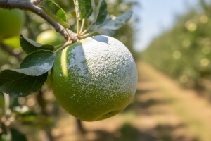 Kaolinski preparati u voćarstvu