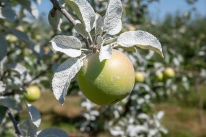 Kaolinski preparati u voćarstvu