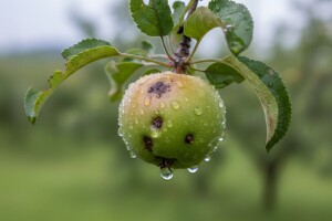 Kaptan ublažava oštećenja voćaka nakon tuče