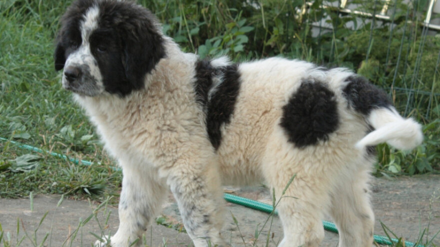 Karakačansko kuče: čuvar stada od 1.000 ovaca