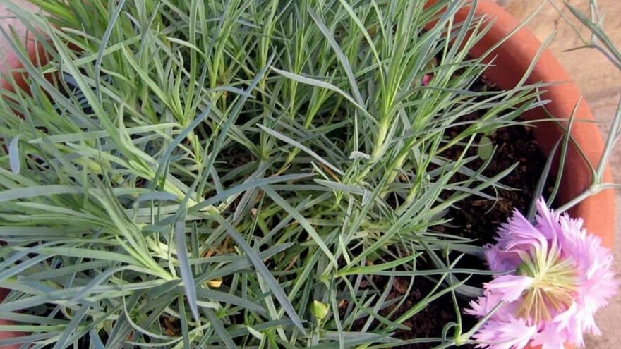 Zaboravljeni mirisni karanfili - odlični za dekoraciju dvorišta