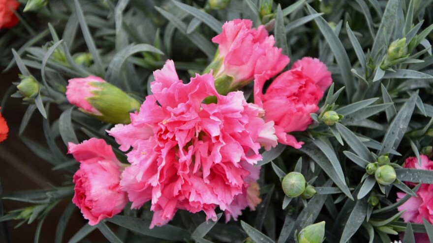 Zaboravljeni mirisni karanfili - krase bašču i kada ne cvjetaju