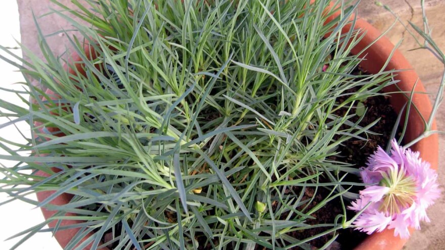 Zaboravljeni mirisni karanfili