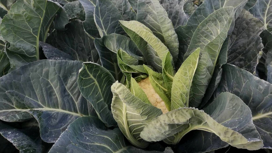 Koje povrtne vrste se sve više traže i zašto?