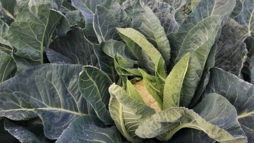 Proizvodnja karfiola sve privlačnija povrtarima, uprkos variranju cijene