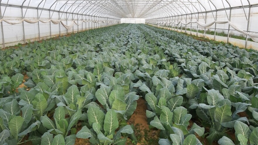 Pravo je vrijeme za sadnju brokule i cvjetače u plastenicima