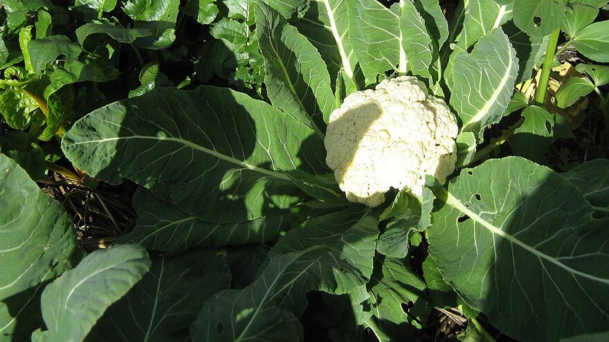 Kako proizvesti presadnice cvjetače za kasnu sadnju?