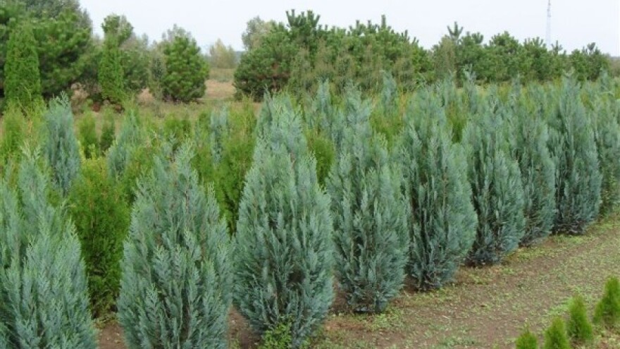 Počela je jesenska prodajna sezona u Rasadniku Karolina!