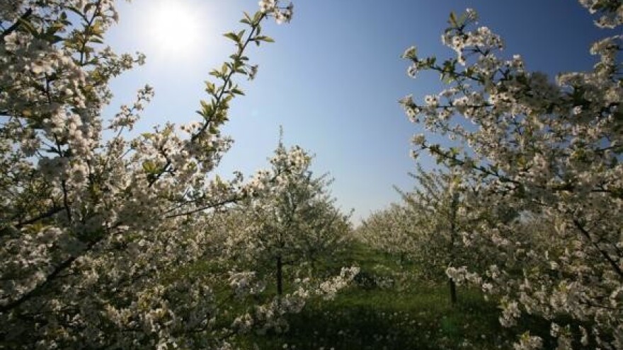 Proljetna prodajna sezona u Karolina rasadniku!