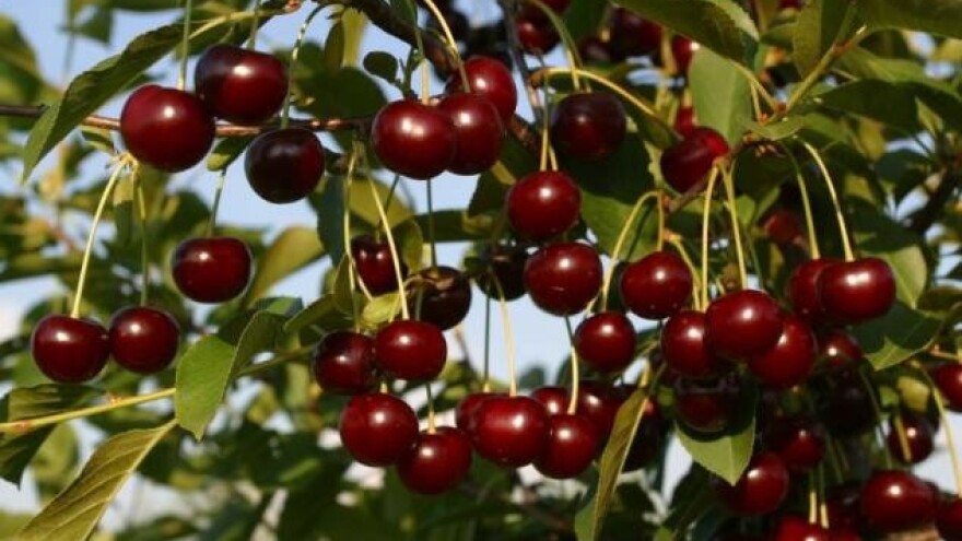 Prodaja sadnica u rasadniku Karolina - prodajna sezona jesen 2013.