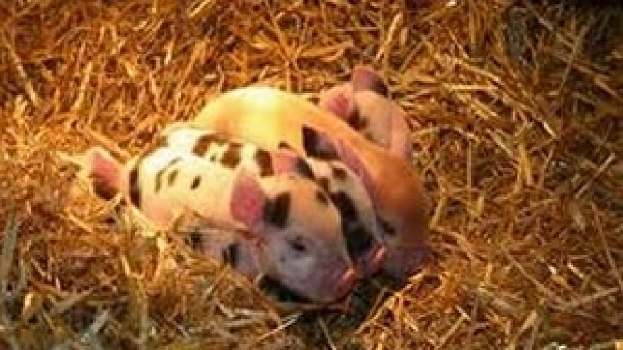 Obveza plaćanja komorskog doprinosa