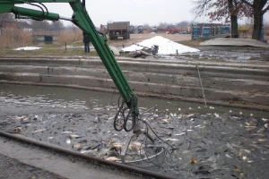 Srbija ima dozvole za izvoz ribe: Ečki šaran poznat evropskom tržištu