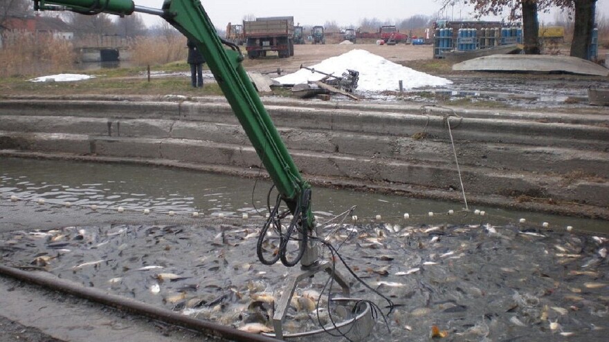 Srbija ima dozvole za izvoz ribe: Ečki šaran poznat evropskom tržištu