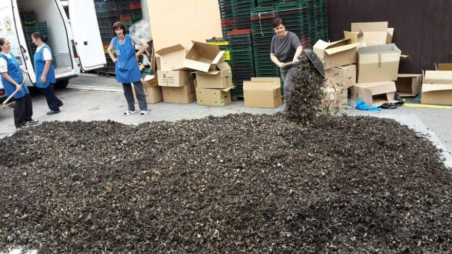 Jedini u BiH otkupljuju puževe sa kućicom, a obezbijedili i dugoročan otkup