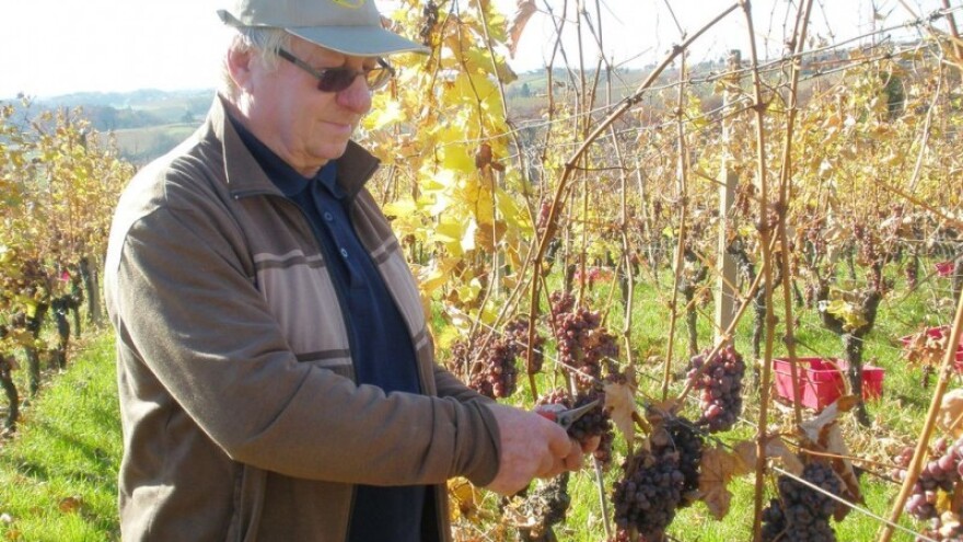 Idealno vrijeme za kasnu berbu grožđa