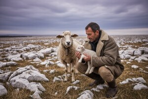 Kašnjenje sezone janjenja