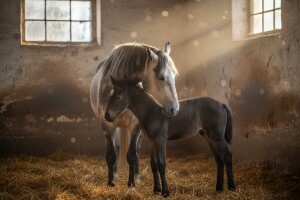 Kasnozimski rzaji lipicanskih ljepotica