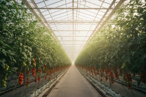 Kaštelanski staklenici, 2. krug za kupnju dionica bez početne cijene