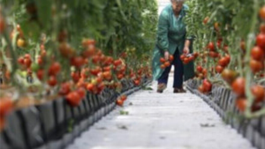 Kaštelanski staklenici, 2. krug za kupnju dionica bez početne cijene
