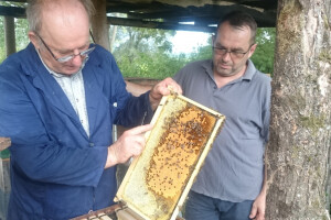 Klimatske promjene pogoduju pčelarima, šuma odlično medi