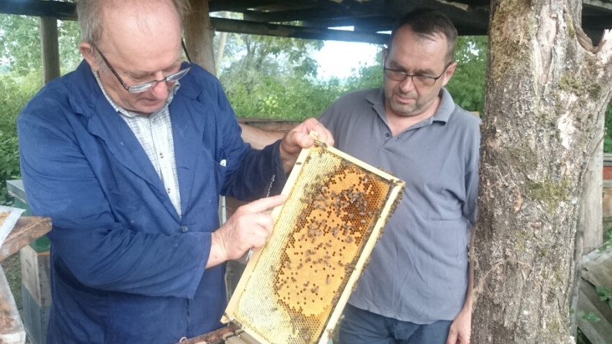 Klimatske promjene pogoduju pčelarima, šuma odlično medi