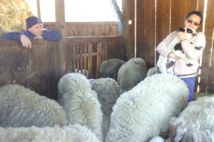Složna obitelj farmu gradi - a nesložna ruši!