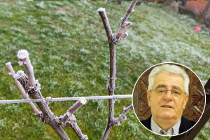 Radovi u vinogradu mogu početi, a Vincekovo uz blagoslov trsa treba svečano proslaviti