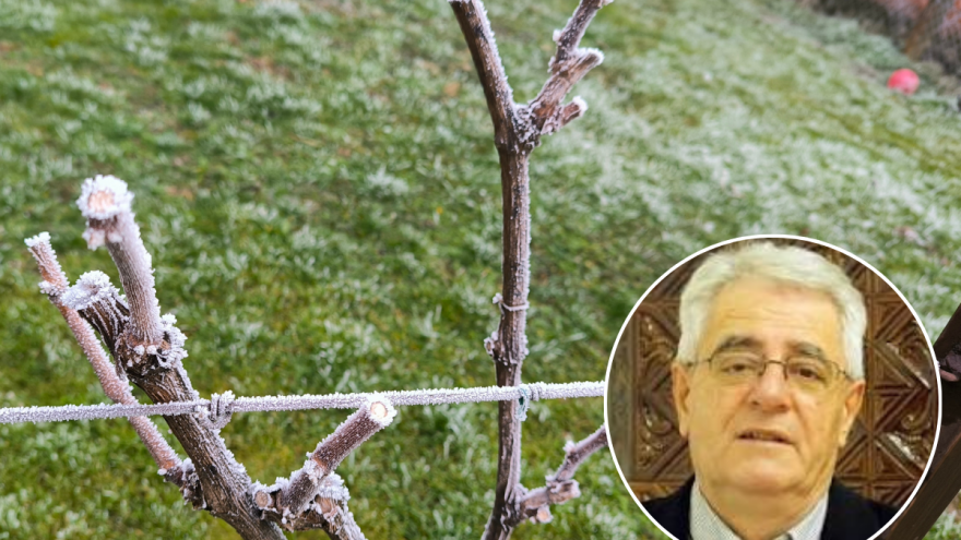 Radovi u vinogradu mogu početi, a Vincekovo uz blagoslov trsa treba svečano proslaviti