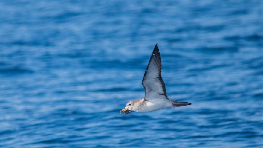 Life Artina: Mreža za očuvanje morskih ptica u Jadranu
