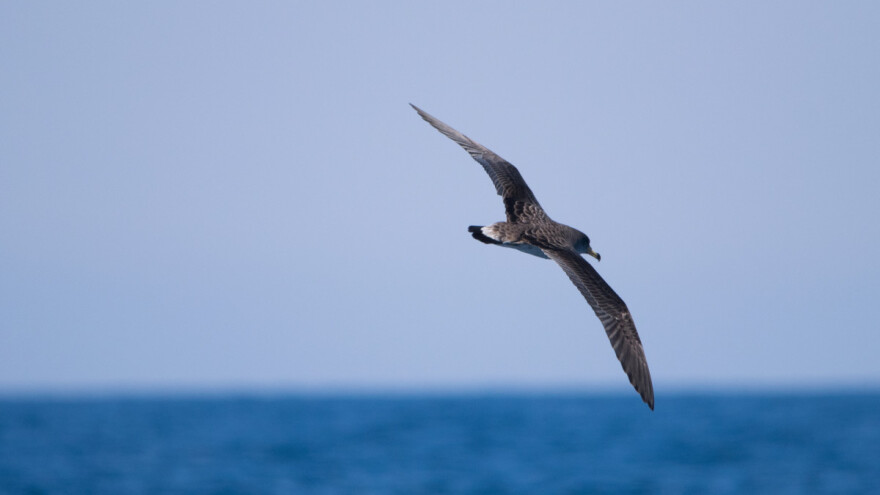 Ugroženi kaukal i gregula česte su žrtve prilova, ali i štakora