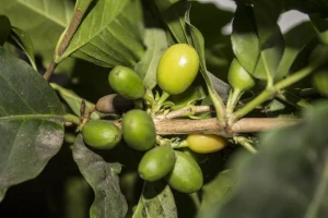 Kava prva na udaru klimatskih promjena, prijeti nestašica?