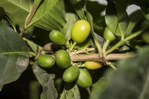 Kava prva na udaru klimatskih promjena, prijeti nestašica?