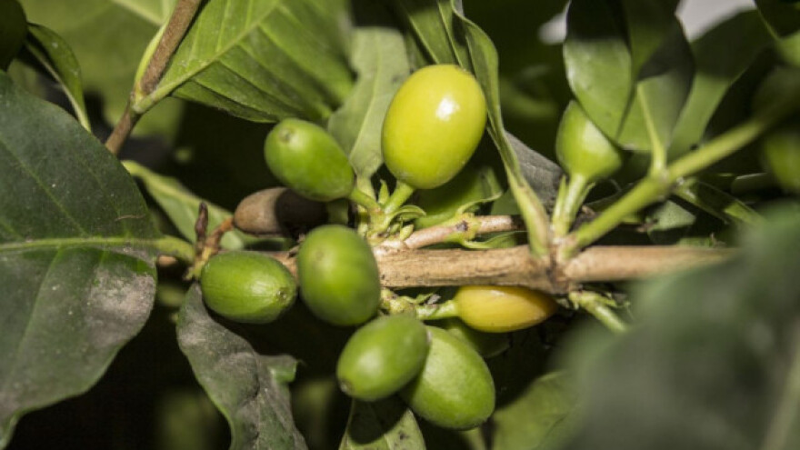Kava prva na udaru klimatskih promjena, prijeti nestašica?