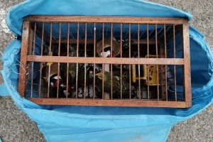 Visoka stopa krivolova ptica na jugu Srbije