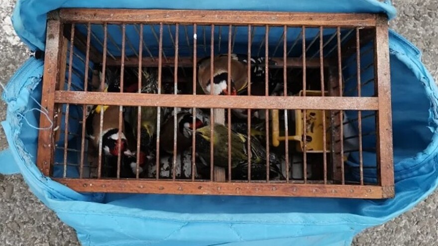 Visoka stopa krivolova ptica na jugu Srbije