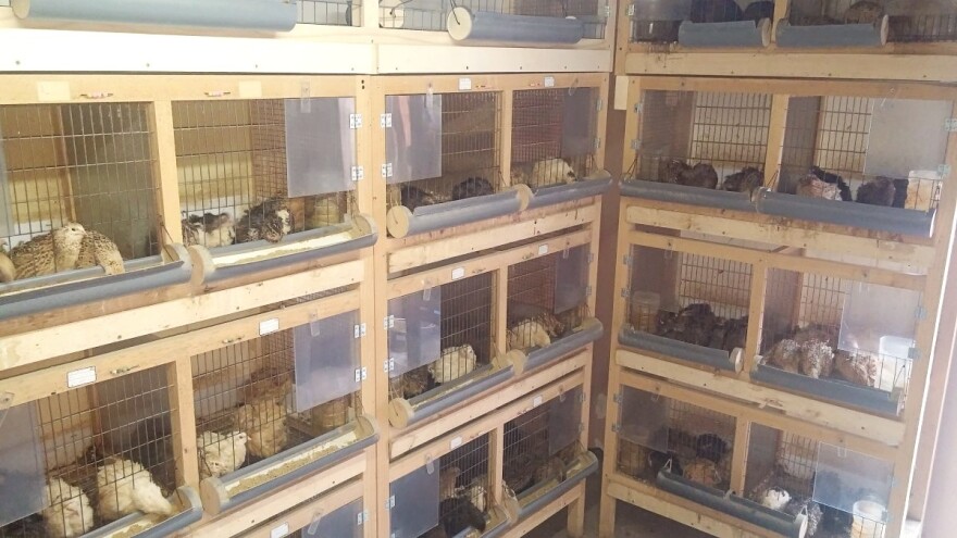 Za uzgoj prepelica važna osvetljenost i temperatura prostorije