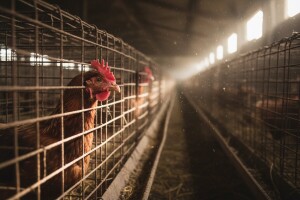 Kavezi nesilica, ali i uvoz jaja veći