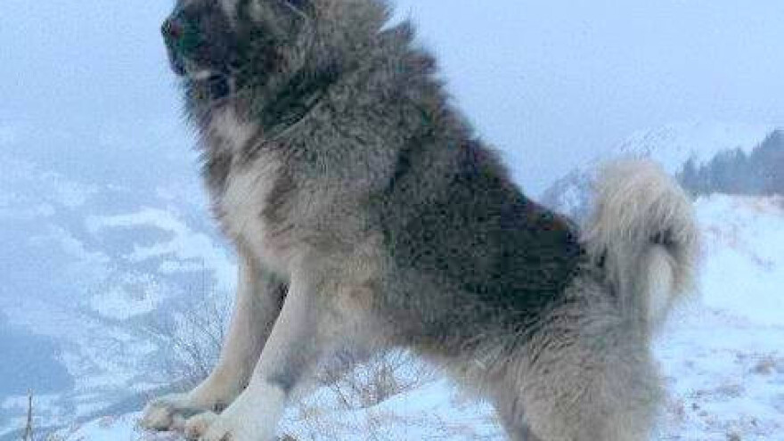 Kavkaski ovčar: zvijer među ovčarskim psima