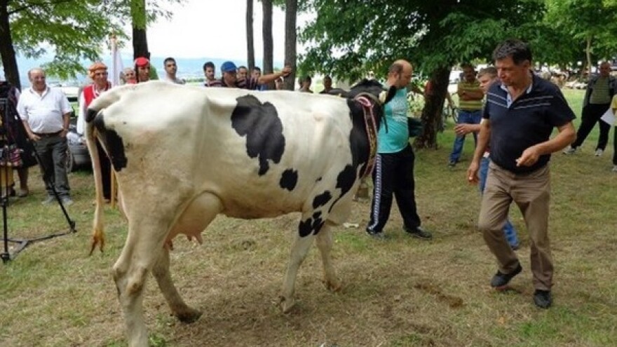 Velike kazne zbog prekoračenja mlečnih kvota!