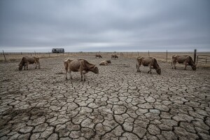 Kaznena prijava vlasnika zbog mučenja 199 krava