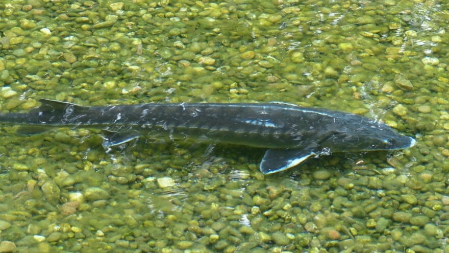 Zabrana izlova kečige od pet godina možda ne bude dovoljna